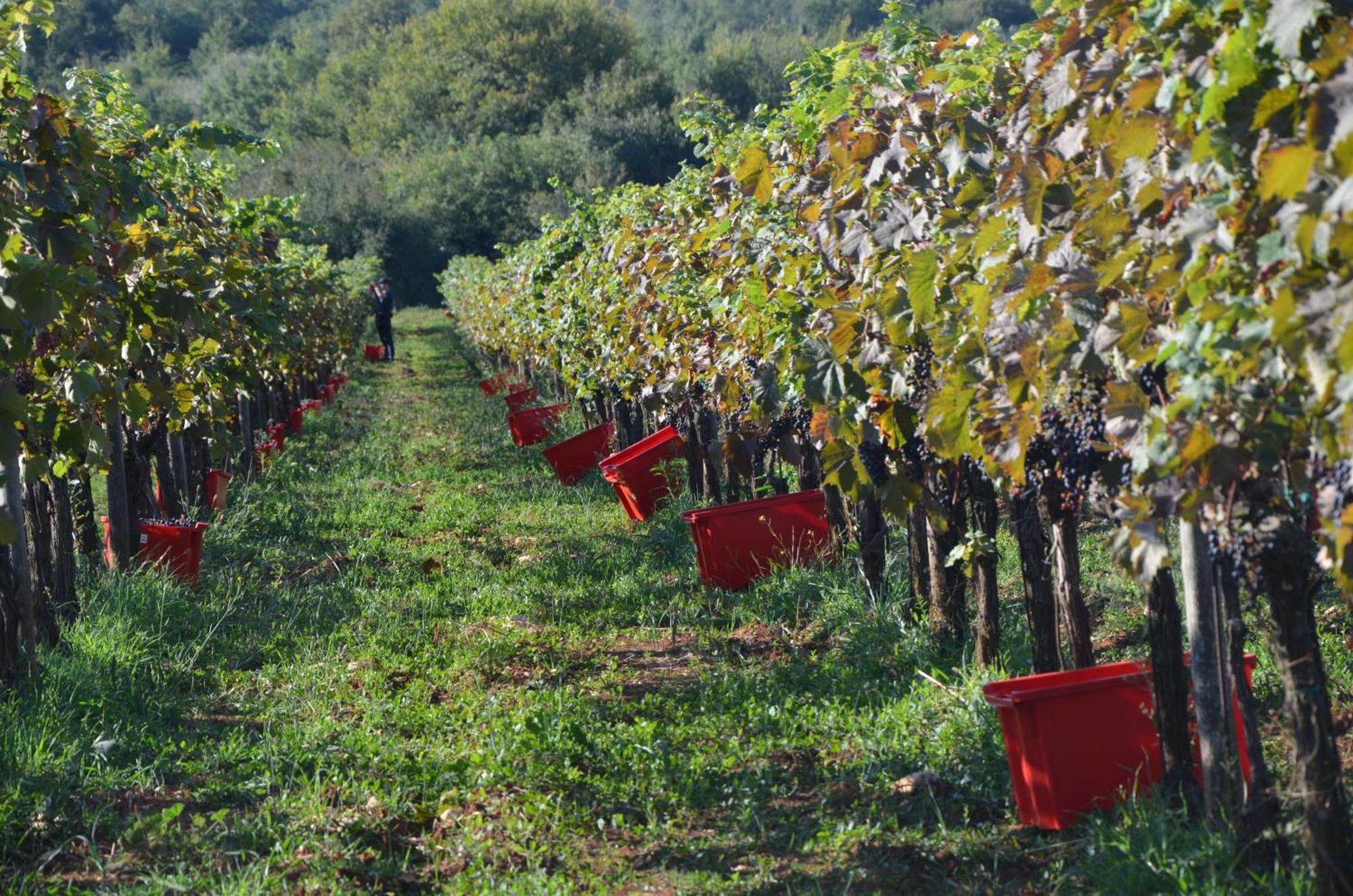 Leopoldo By Istrian Country